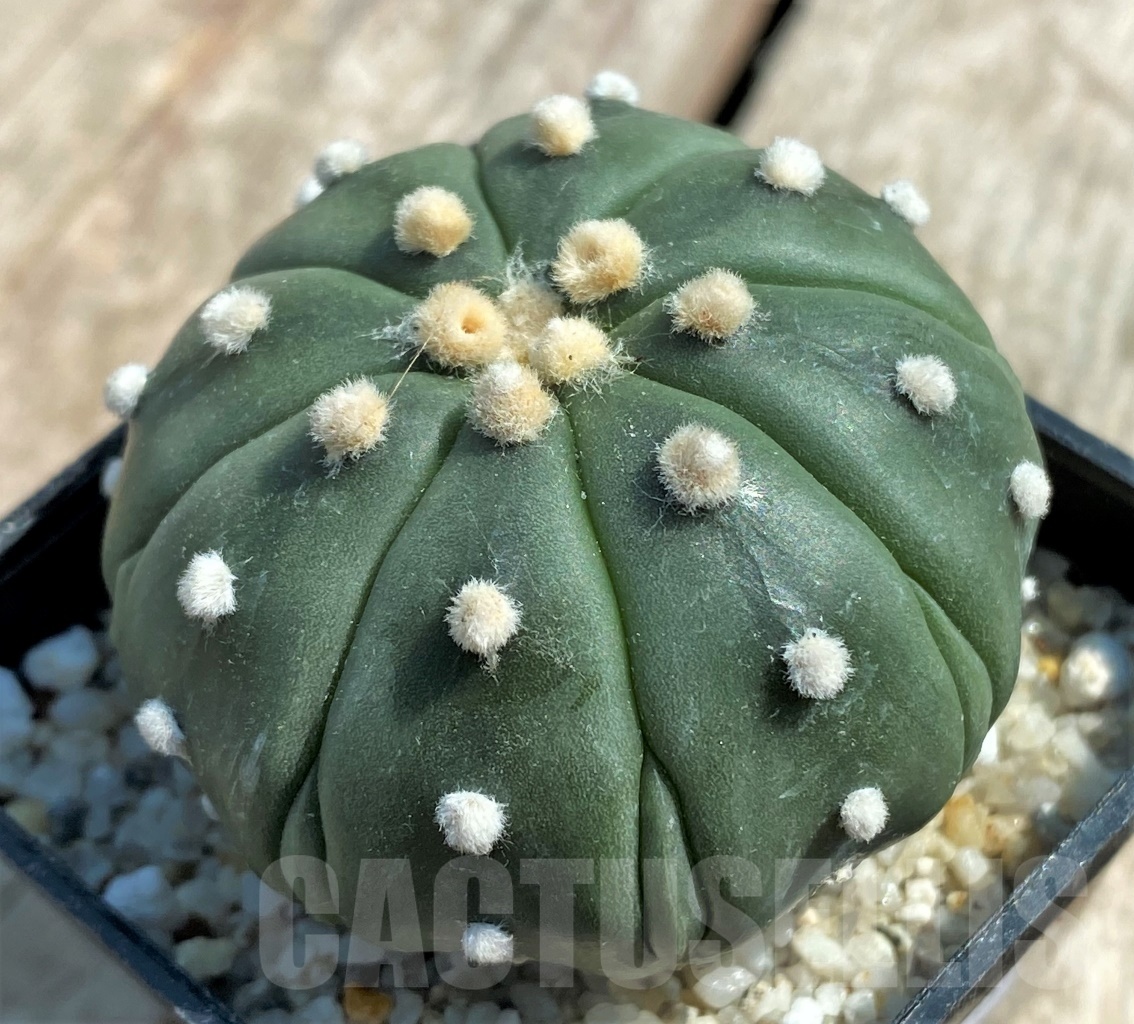 SHPR11926 Astrophytum asterias hybrid - Obrázek 2