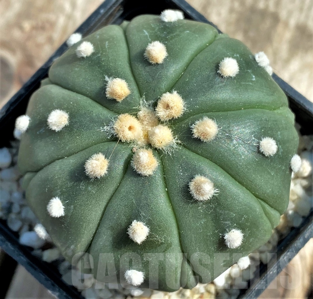 SHPR11926 Astrophytum asterias hybrid