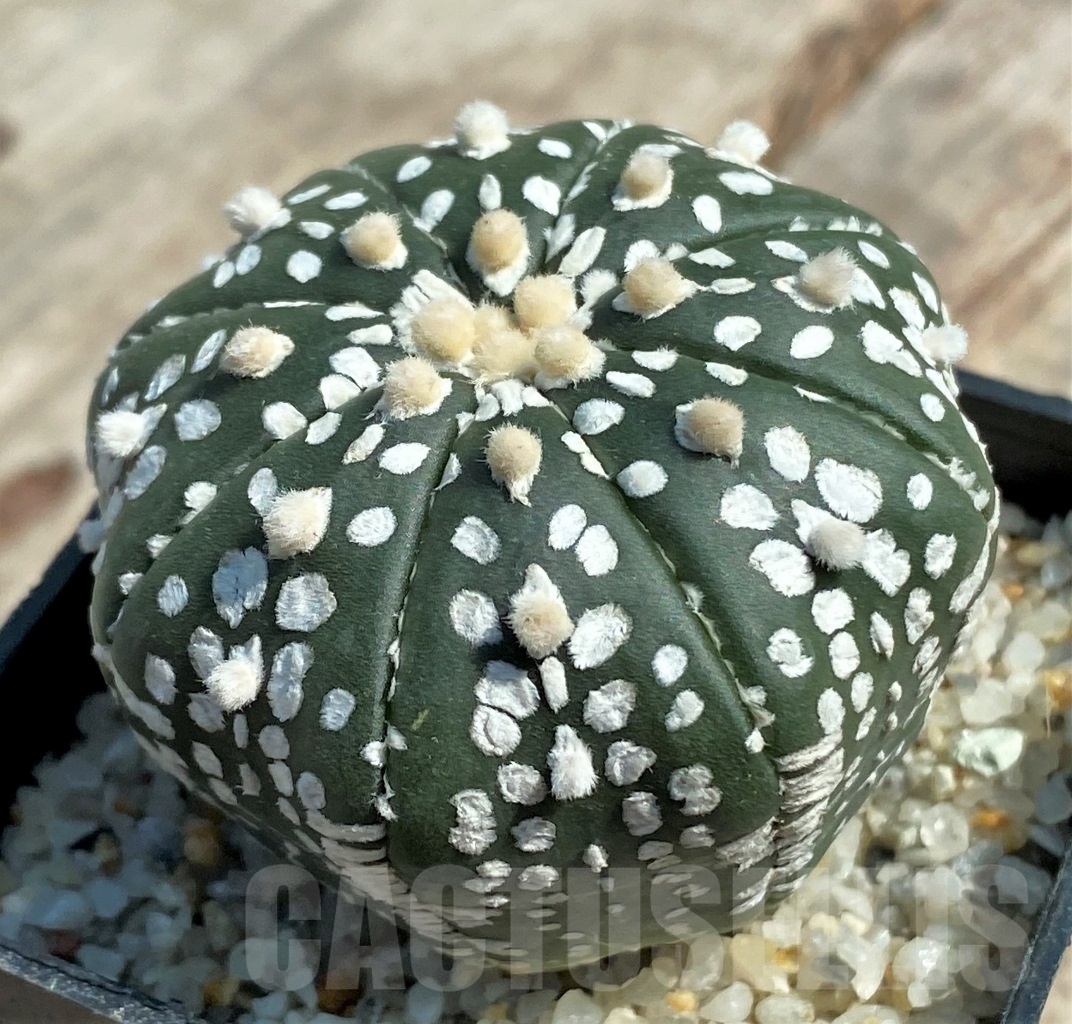 SHPR11927 Astrophytum asterias 'Super Kabuto' - Image 2