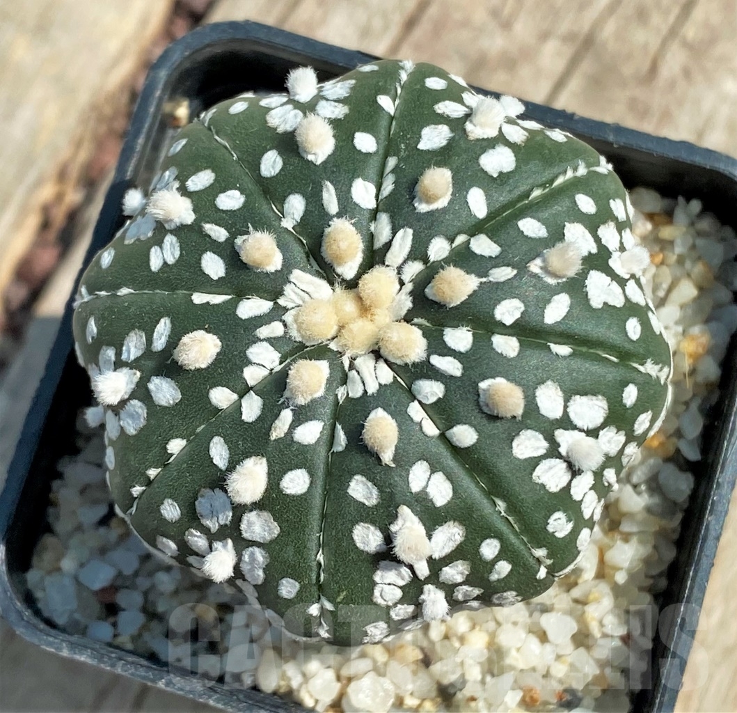 SHPR11927 Astrophytum asterias 'Super Kabuto'
