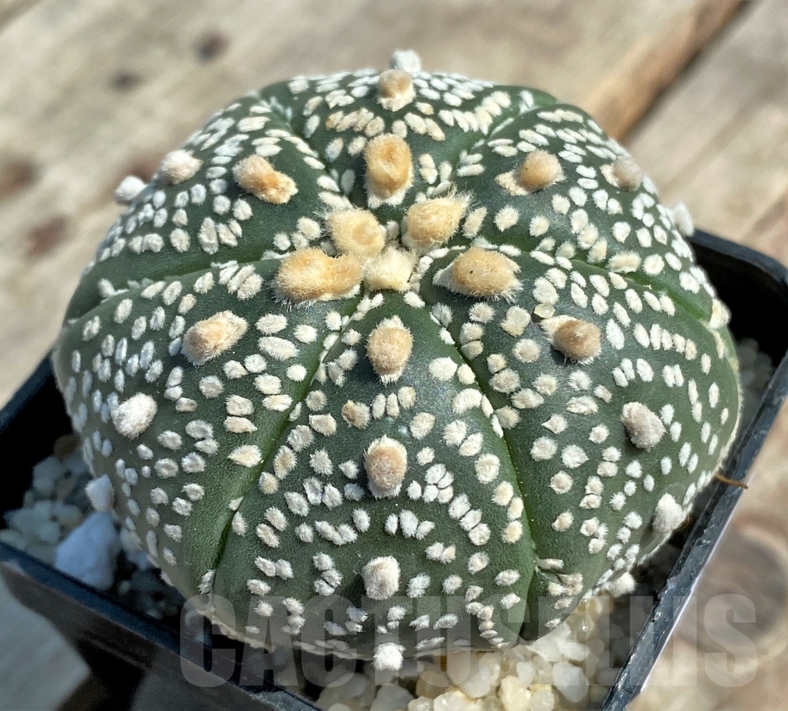 SHPR11928 Astrophytum asterias 'Super Kabuto' - Image 2