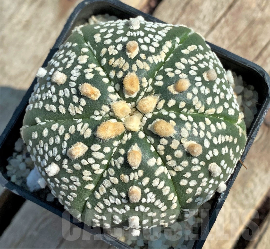 SHPR11928 Astrophytum asterias 'Super Kabuto'