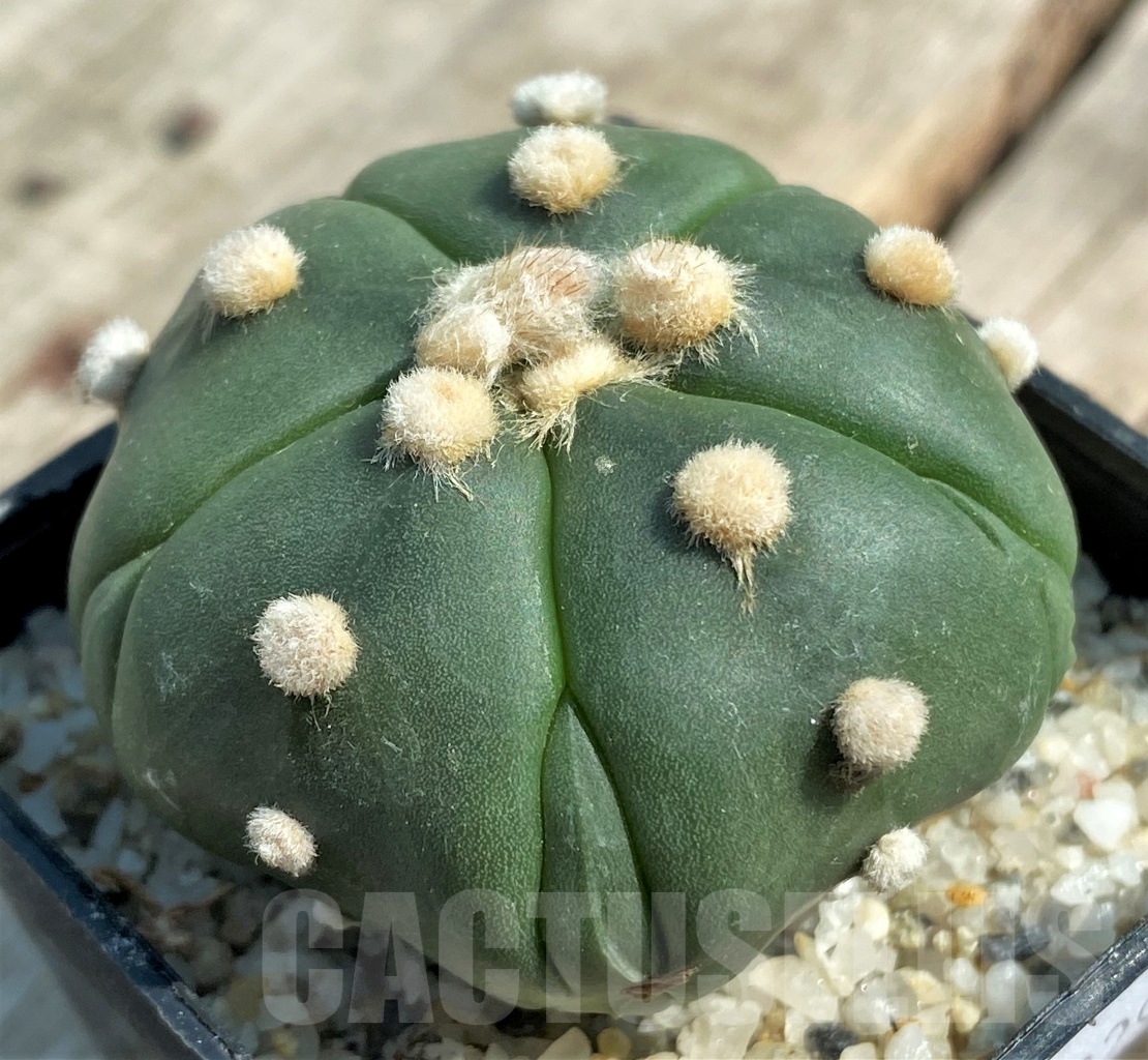 SHPR11929 Astrophytum asterias ‘Star 5 ribs Fukuryo’ - Imagen 2