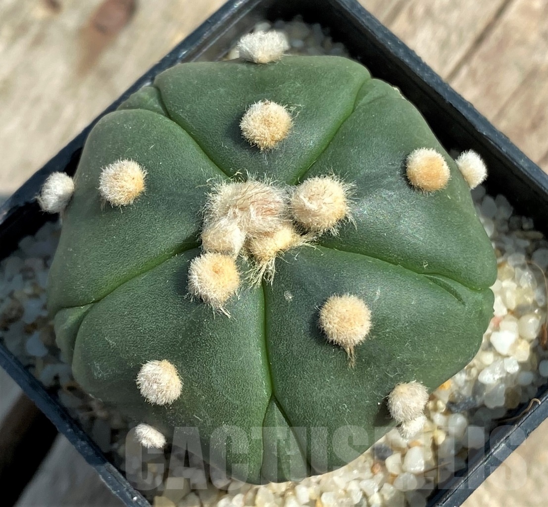 SHPR11929 Astrophytum asterias ‘Star 5 ribs Fukuryo’
