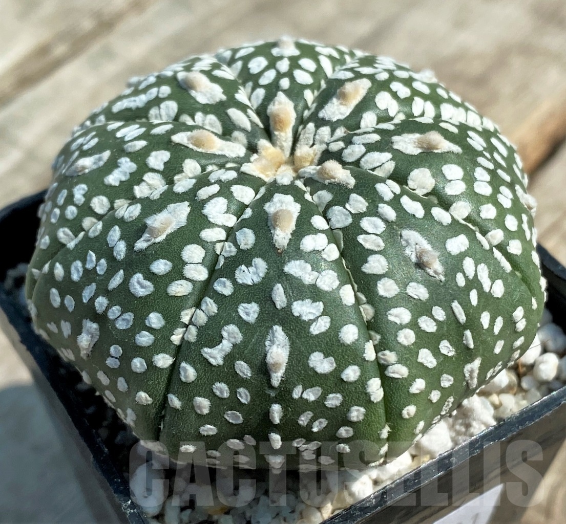 SHPR11931 Astrophytum asterias V-Type - 画像 (2)