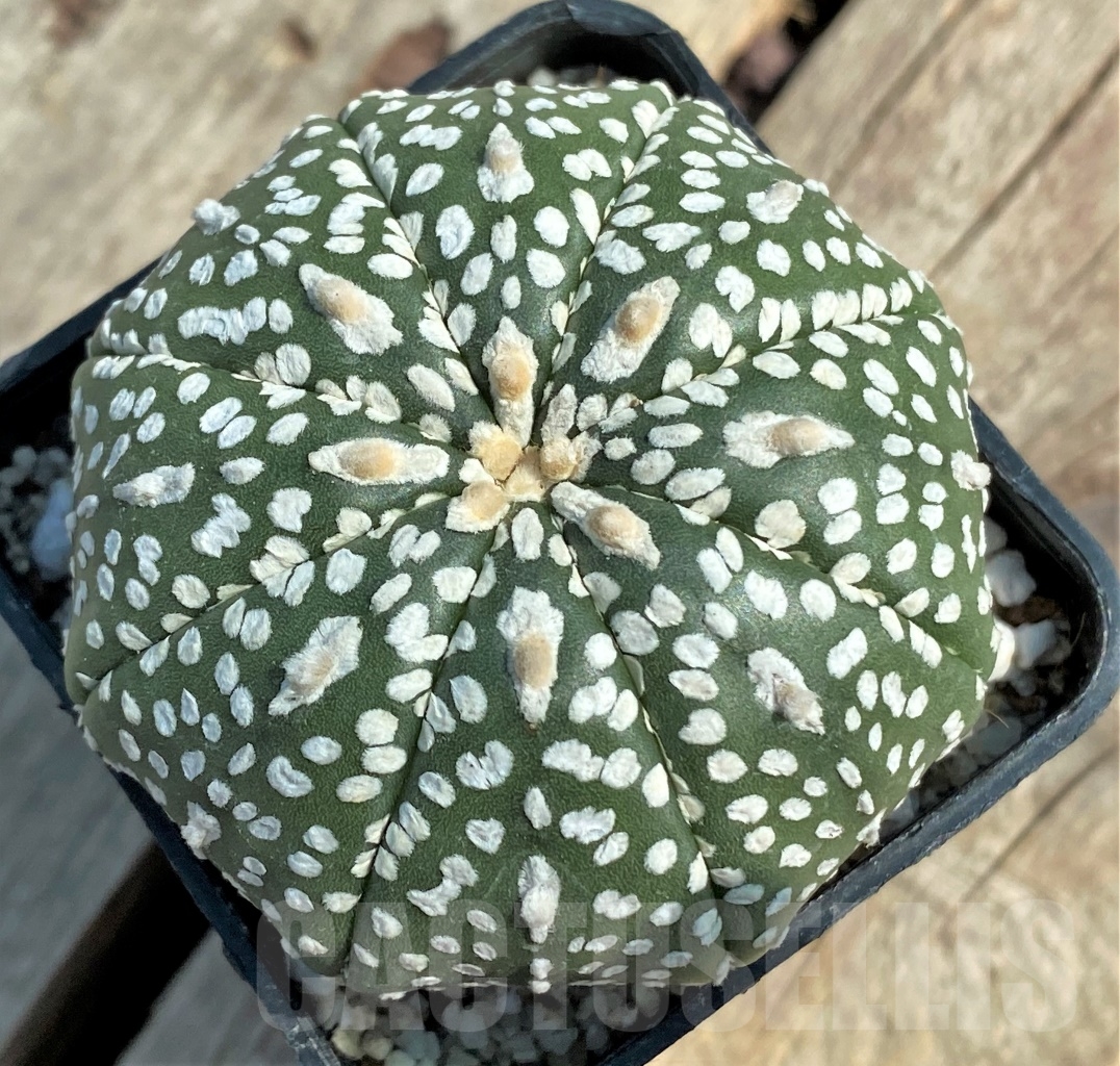SHPR11931 Astrophytum asterias V-Type