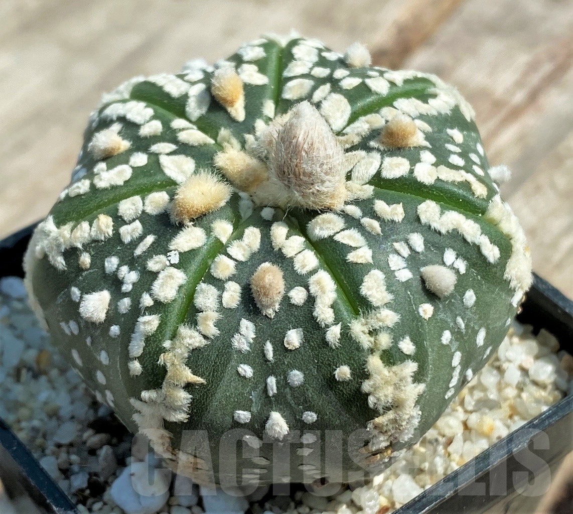 SHPR11932 Astrophytum asterias 6 Ribs - immagine 2