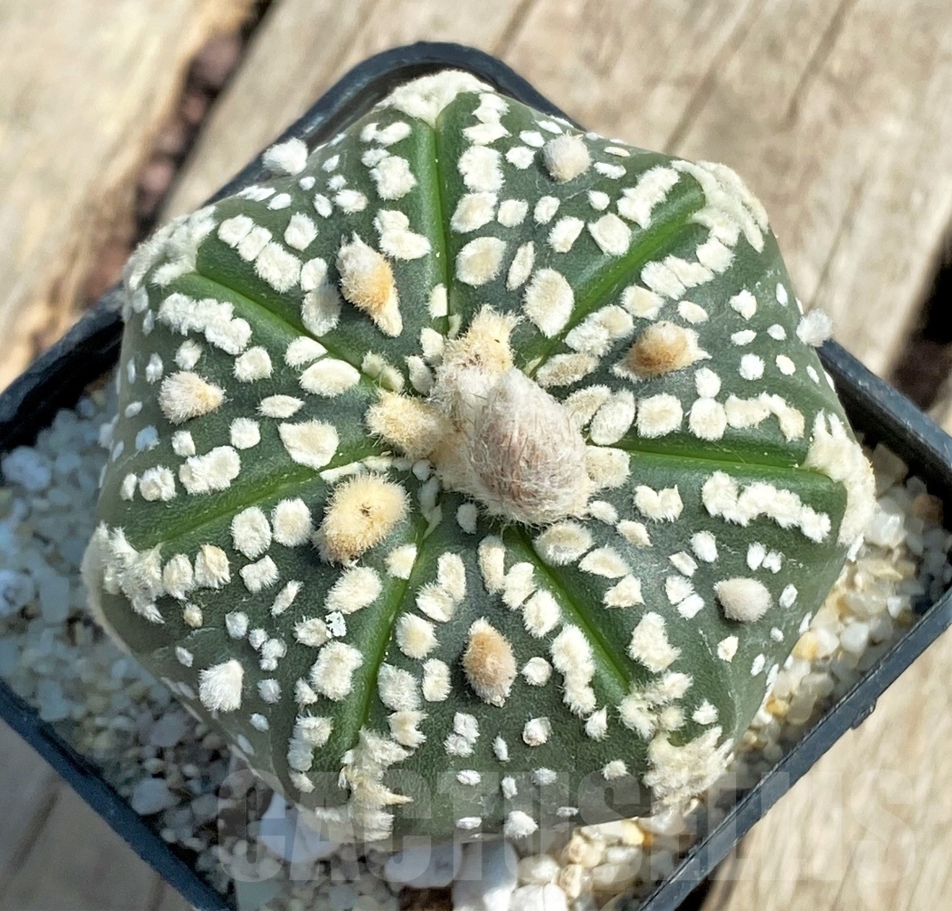 SHPR11932 Astrophytum asterias 6 Ribs