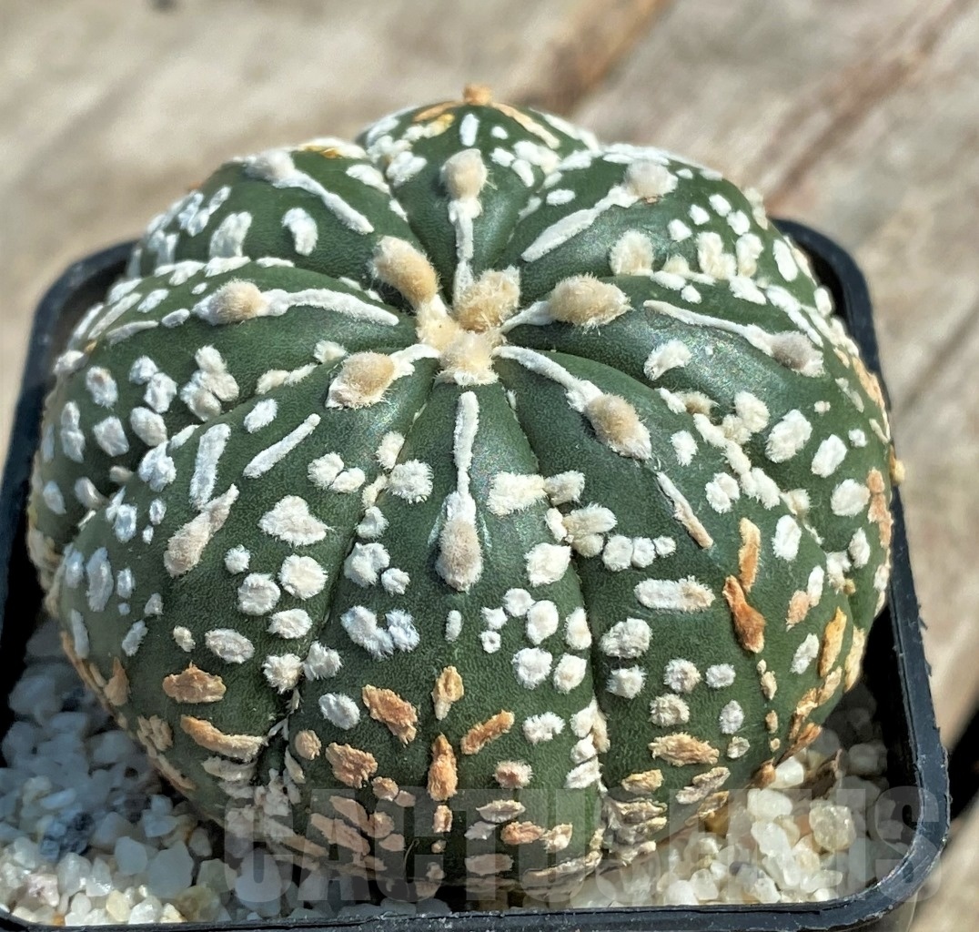 SHPR11934 Astrophytum asterias 'SK' hybrid
