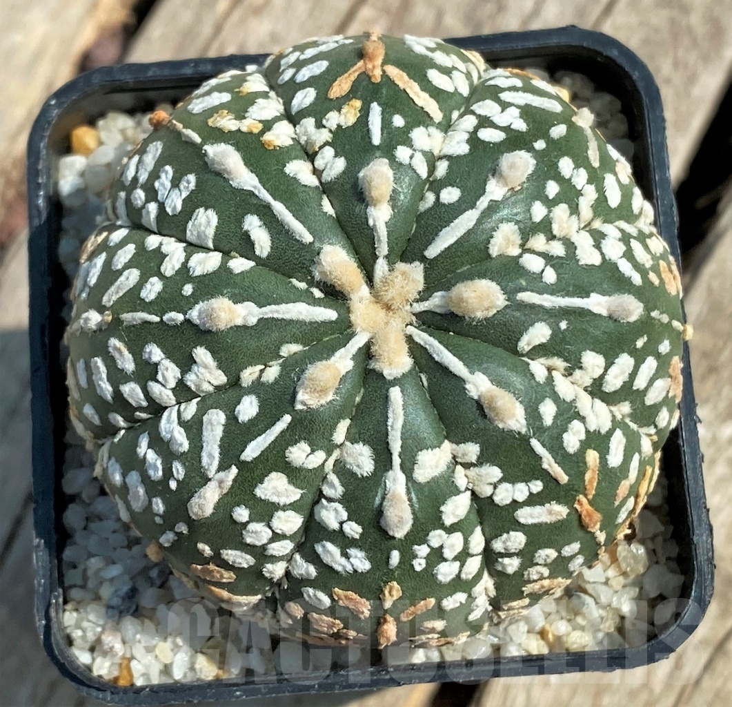 SHPR11934 Astrophytum asterias 'SK' hybrid - Image 2