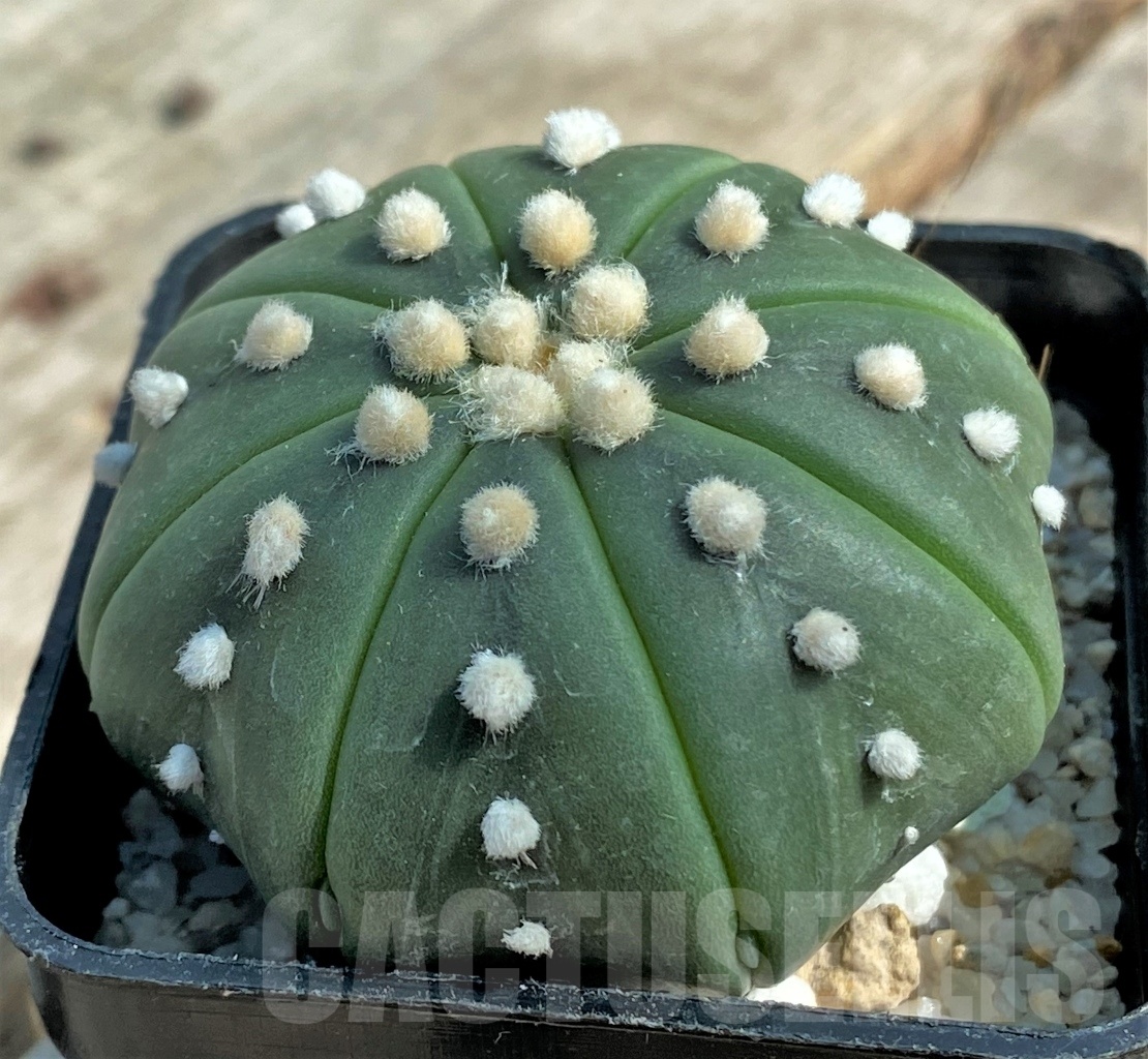 SHPR11936 Astrophytum asterias 'Miracle' - 画像 (2)