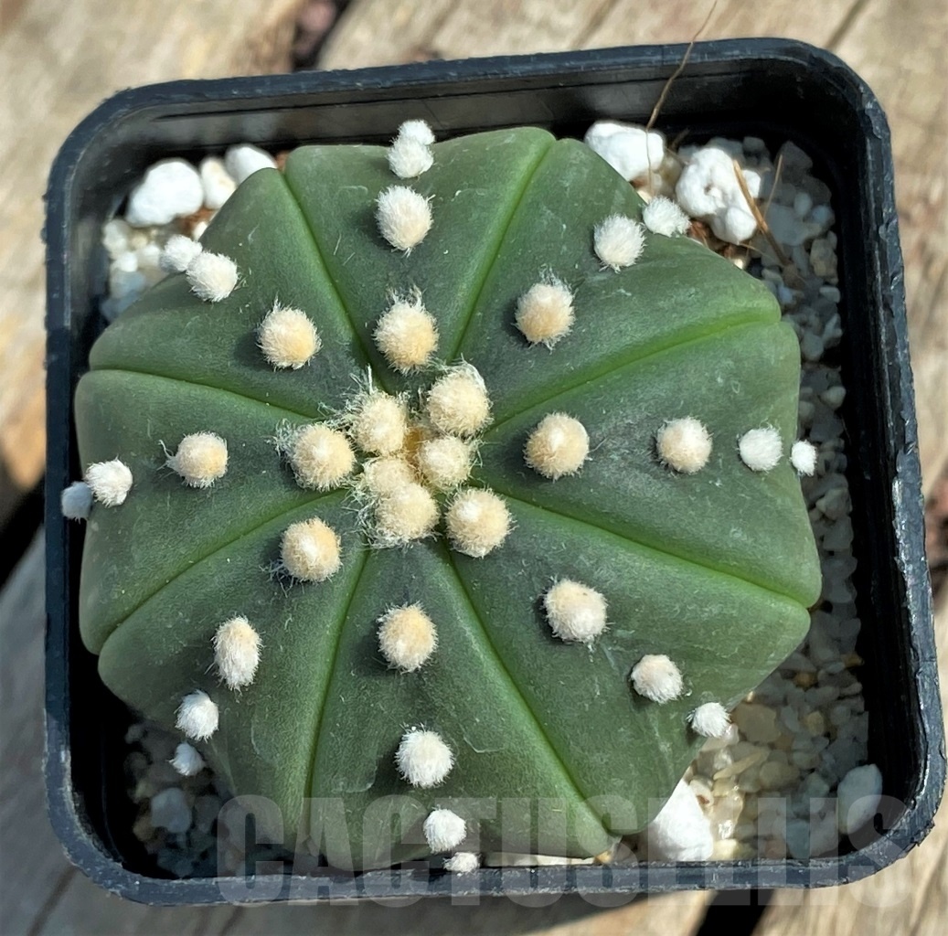 SHPR11936 Astrophytum asterias 'Miracle'