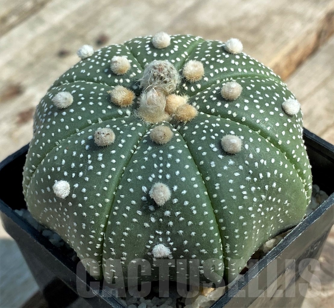 SHPR11937 Astrophytum asterias 'Miracle' - 画像 (2)