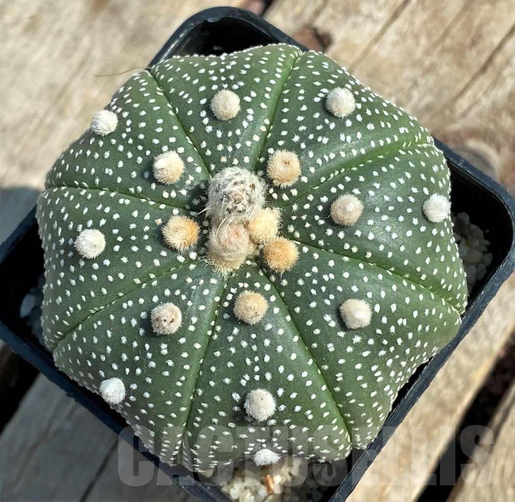 SHPR11937 Astrophytum asterias 'Miracle'