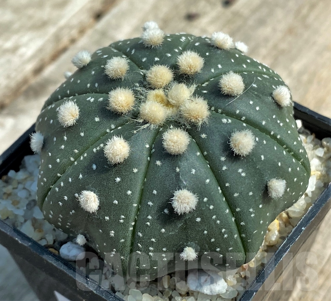 SHPR11938 Astrophytum asterias 'Miracle'