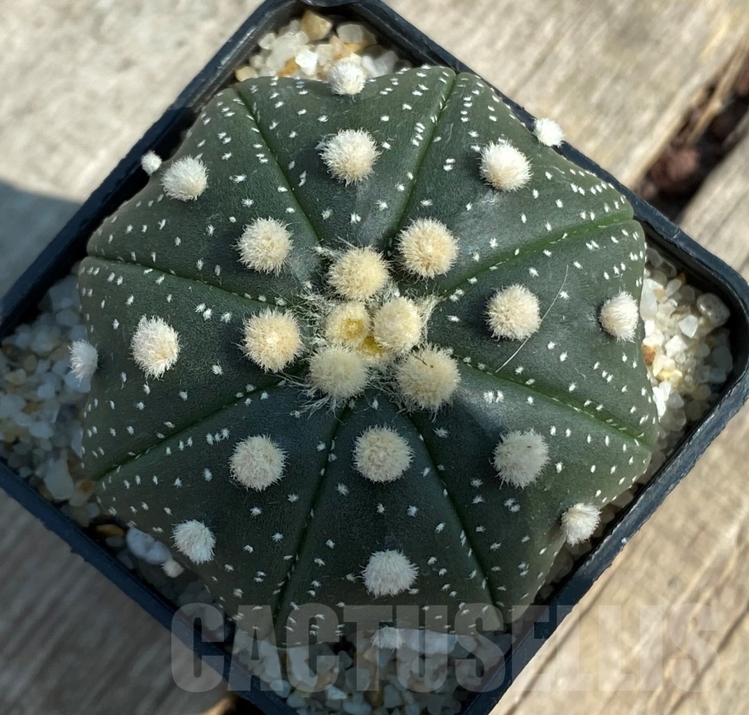 SHPR11938 Astrophytum asterias 'Miracle' - 画像 (2)