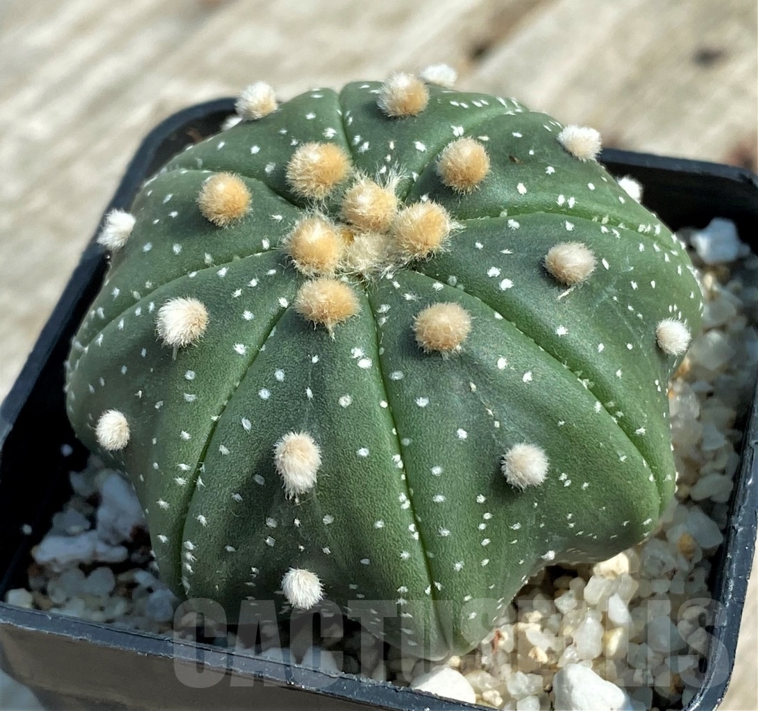 SHPR11939 Astrophytum asterias 'Miracle'