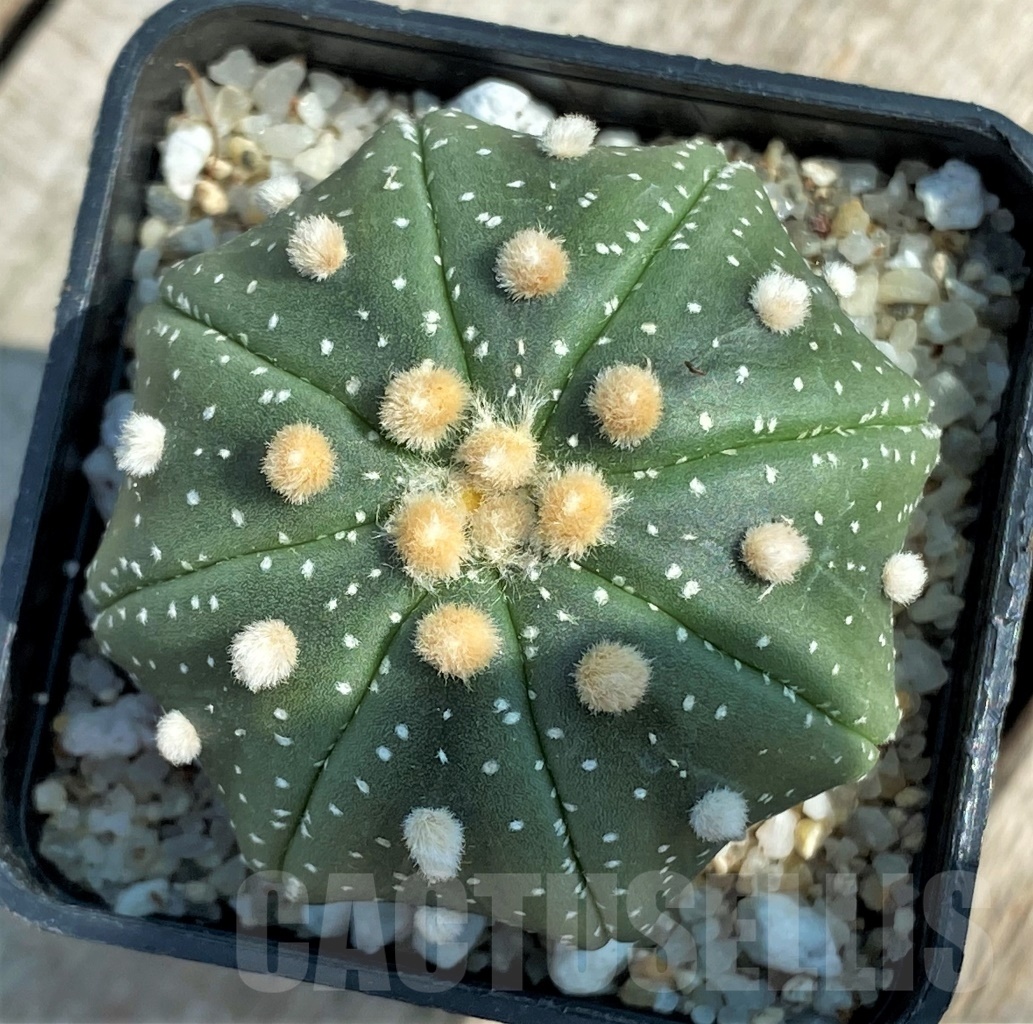 SHPR11939 Astrophytum asterias 'Miracle' - immagine 2