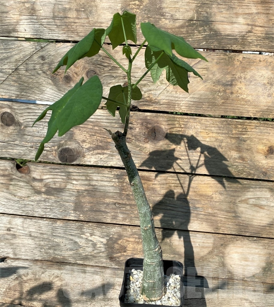 SHPRE 11447 Adenia sp. crystal epidermis - Image 2