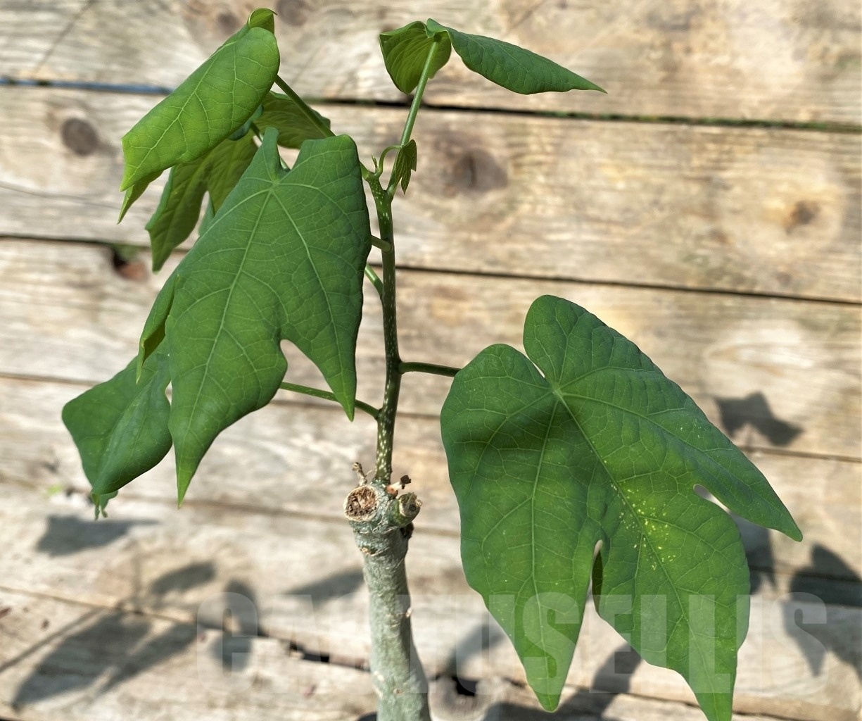 SHPRE 11447 Adenia sp. crystal epidermis