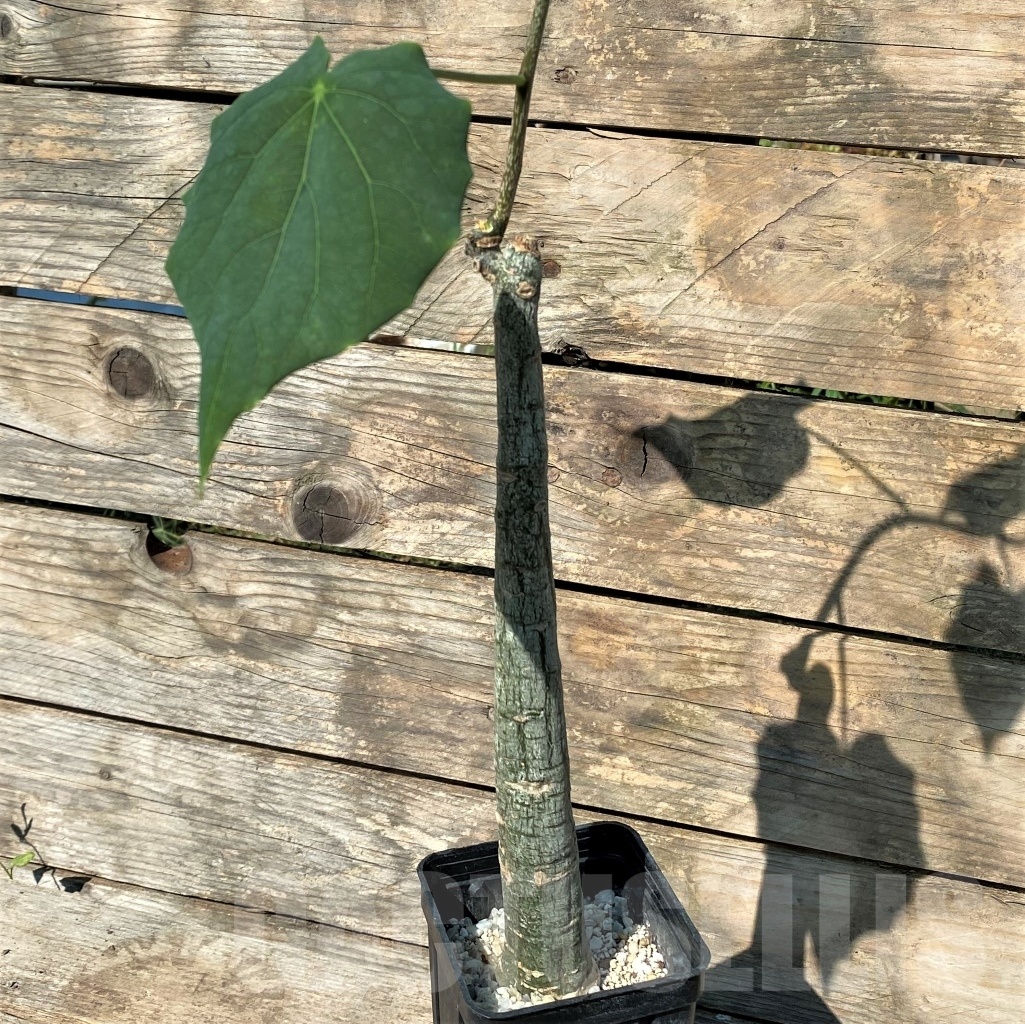 SHPR11446 Adenia sp. crystal epidermis - Image 2