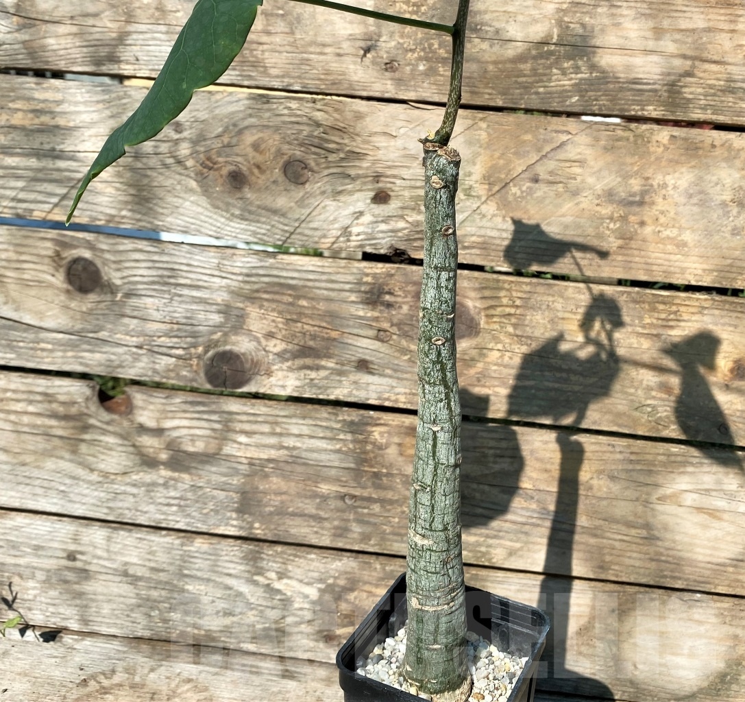 SHPR11446 Adenia sp. crystal epidermis - Image 3