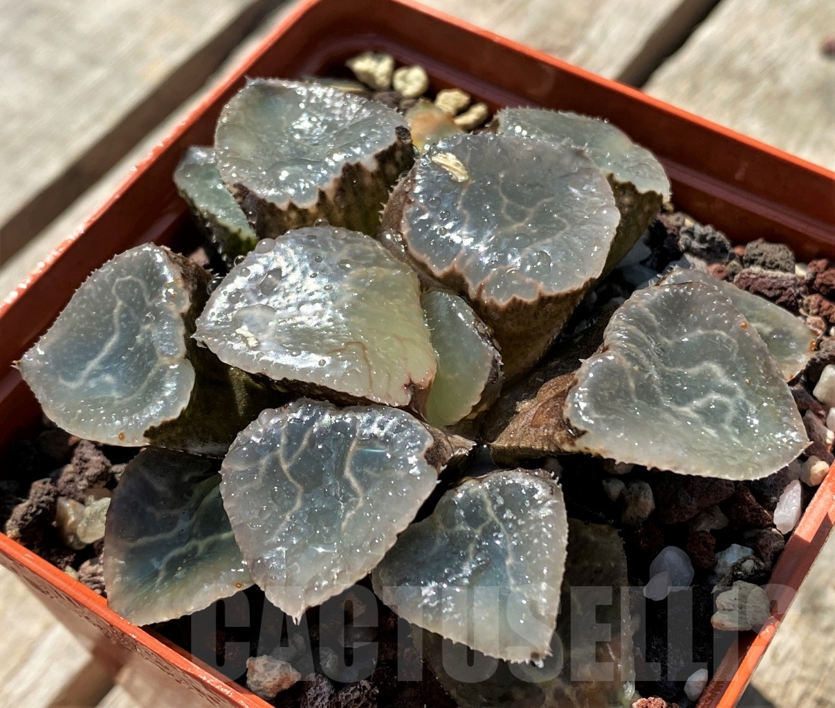 SHPR10842 Haworthia 'Ikeda Glass Kotobuki' - immagine 3