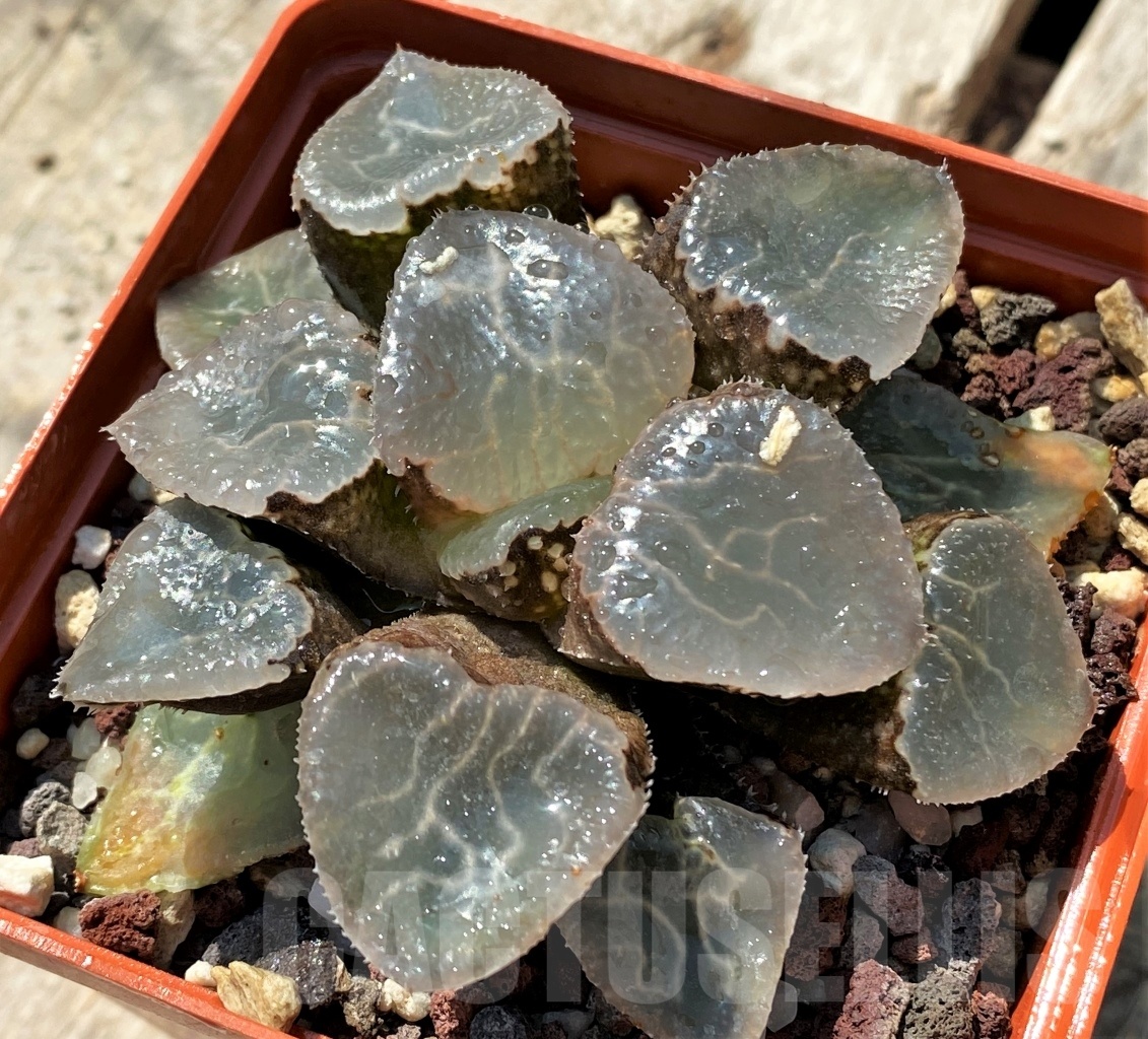 SHPR10842 Haworthia 'Ikeda Glass Kotobuki'