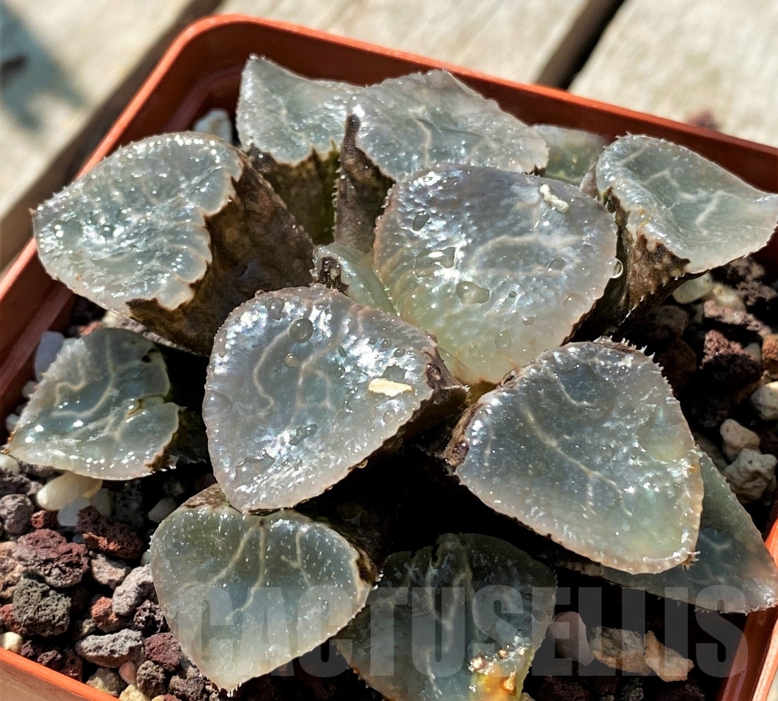 SHPR10842 Haworthia 'Ikeda Glass Kotobuki' - immagine 2