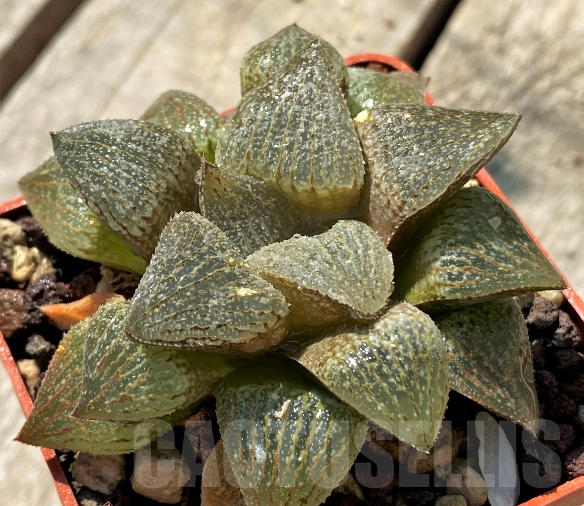 SHPR10844 Haworthia magnifica hybrid - Imagen 2