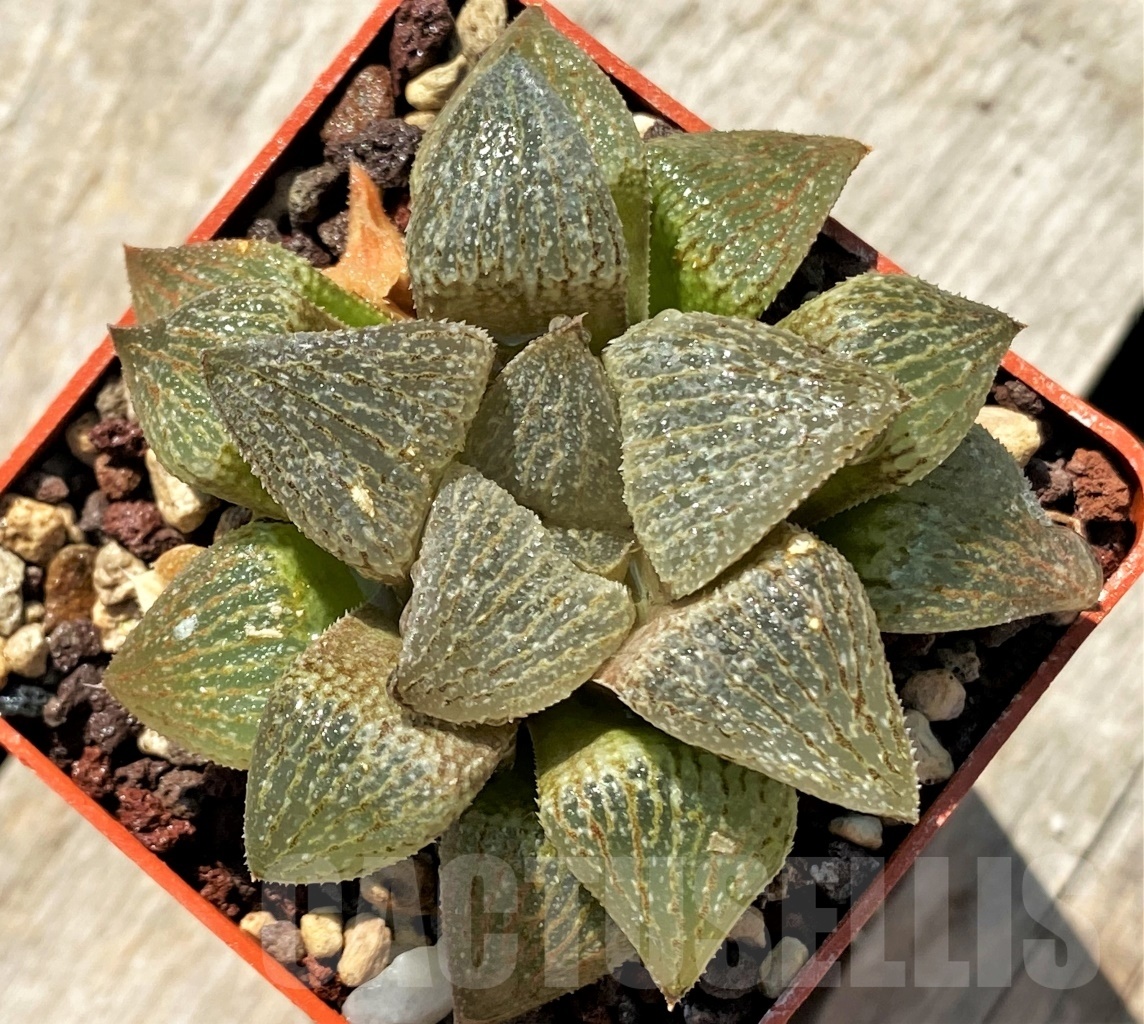 SHPR10844 Haworthia magnifica hybrid