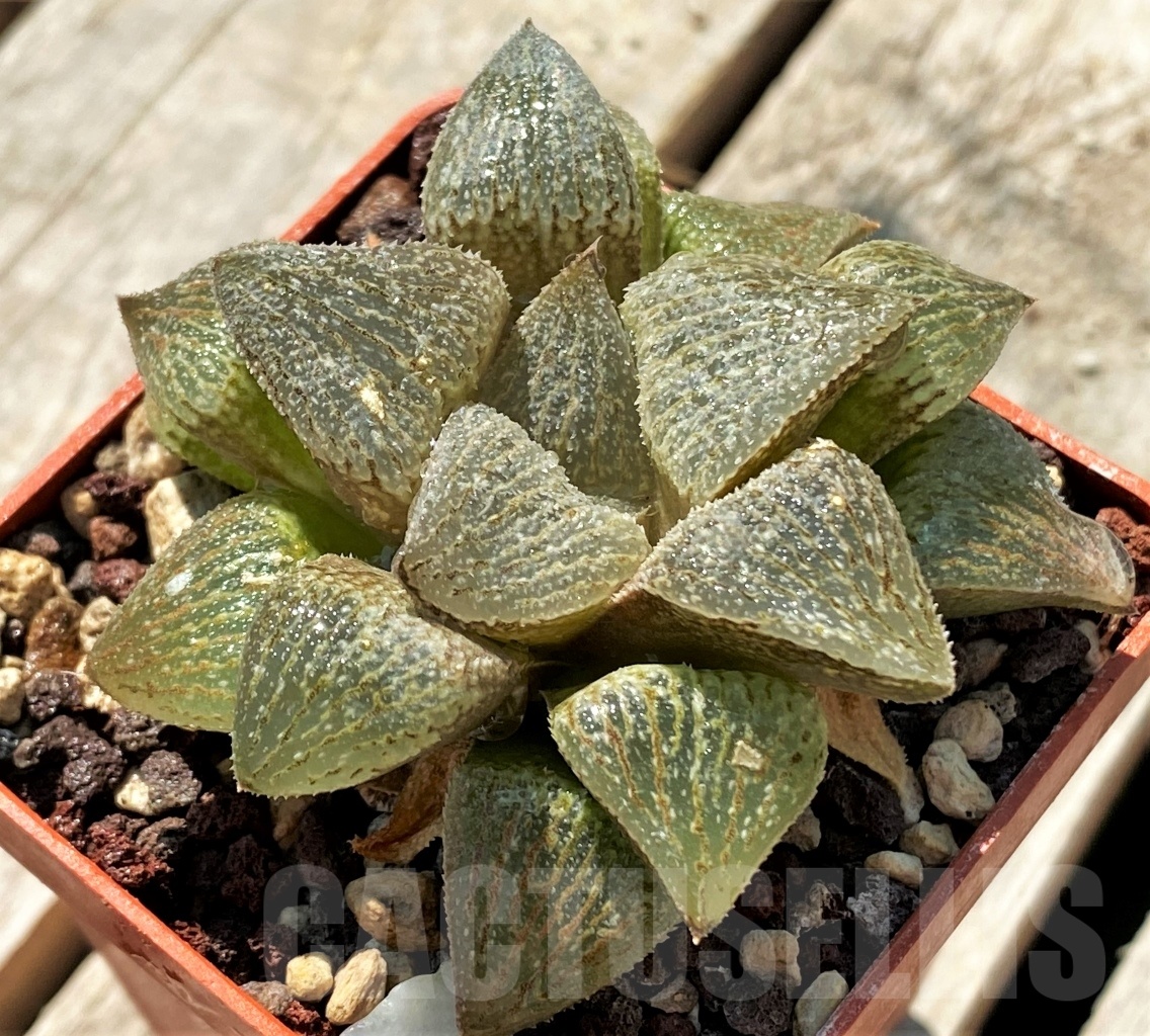 SHPR10844 Haworthia magnifica hybrid - Imagen 3