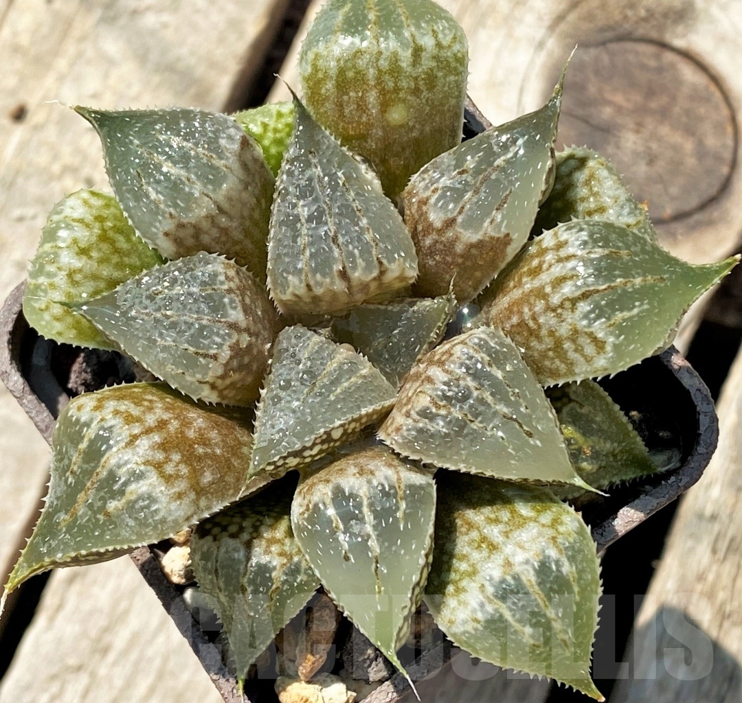 SHPR11313 Haworthia emelyae v. major hybrid - Imagen 3
