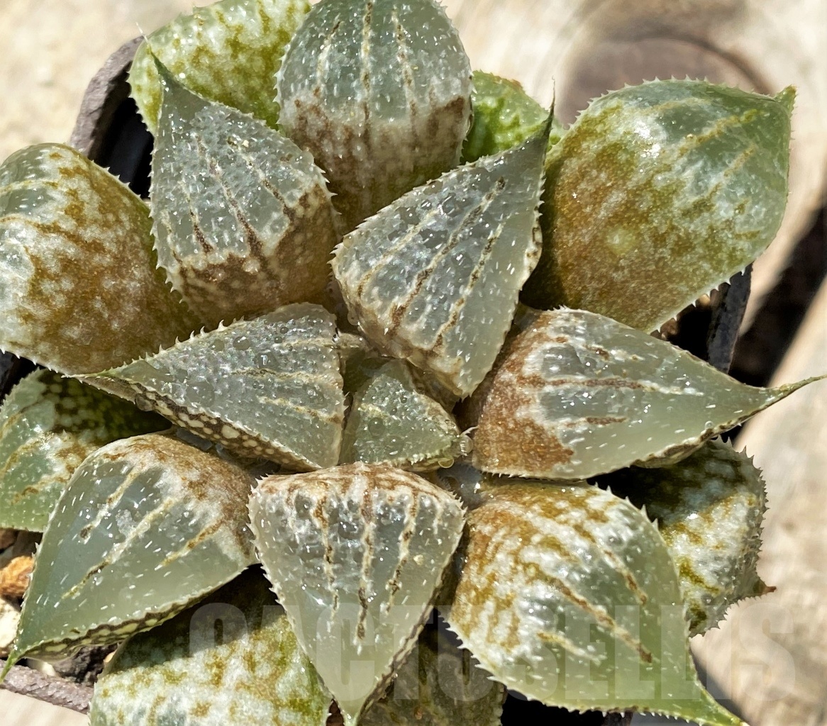 SHPR11313 Haworthia emelyae v. major hybrid - Imagen 2