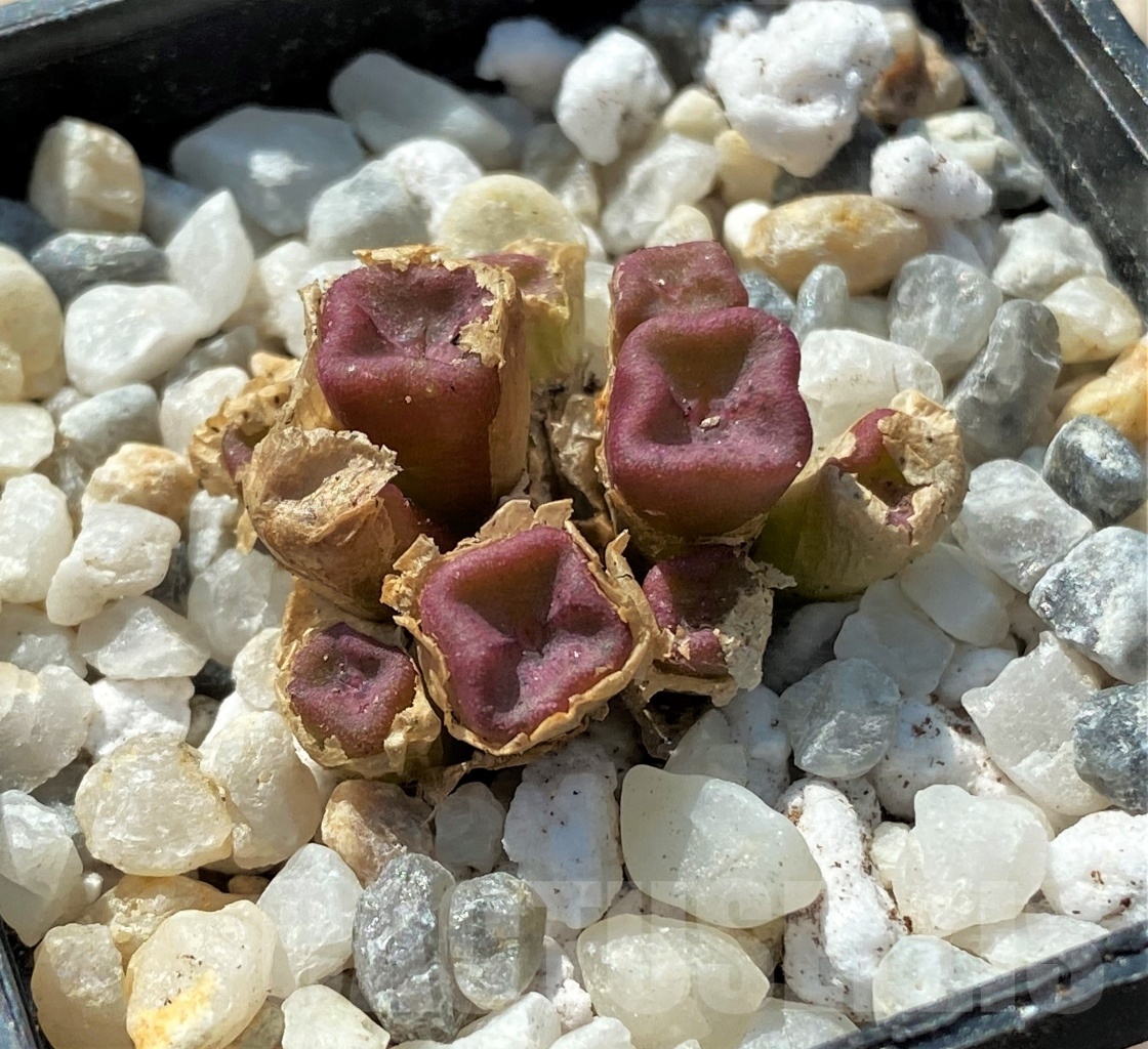 SHPR11961 Conophytum cubicum -East Efesteenfontein- - Image 2