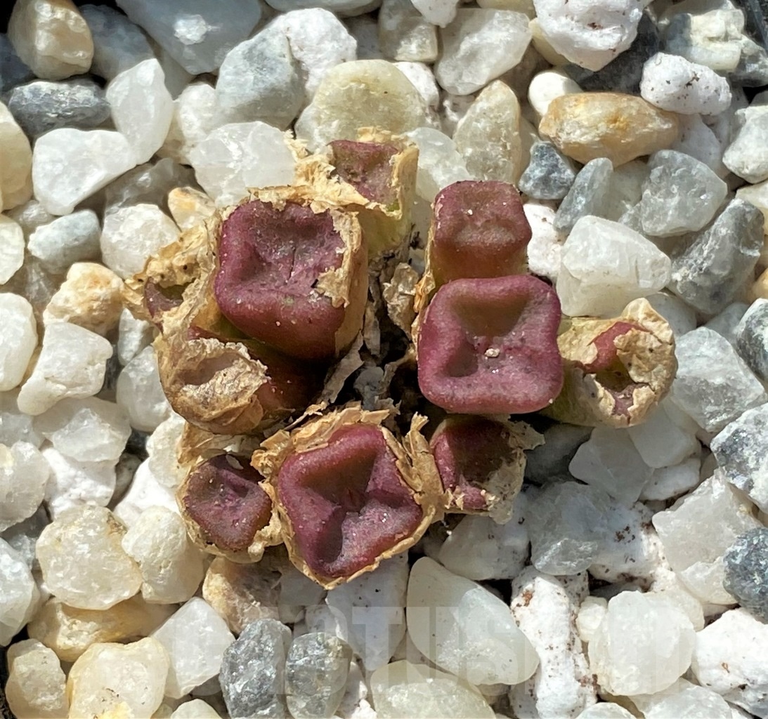 SHPR11961 Conophytum cubicum -East Efesteenfontein-