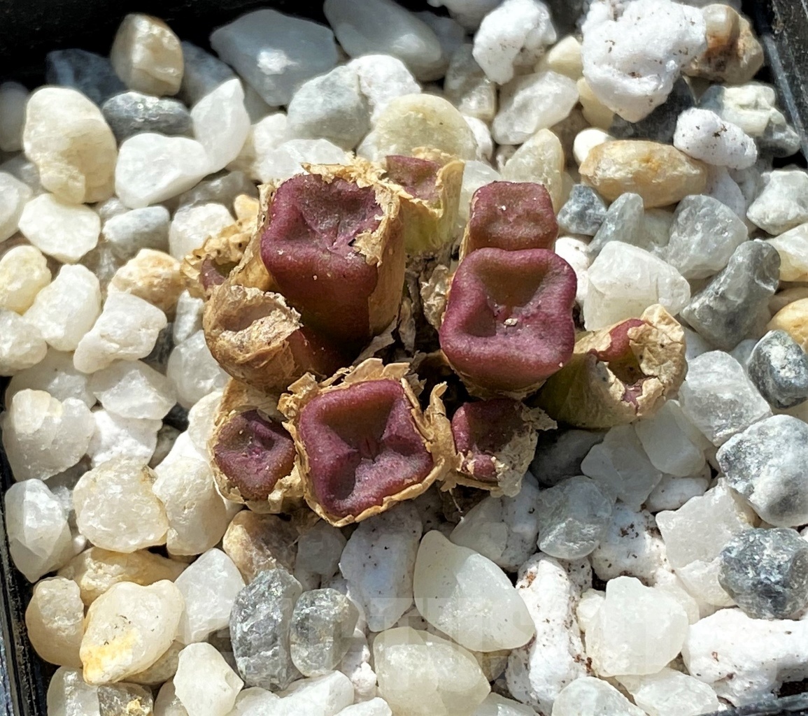 SHPR11961 Conophytum cubicum -East Efesteenfontein- - Image 3