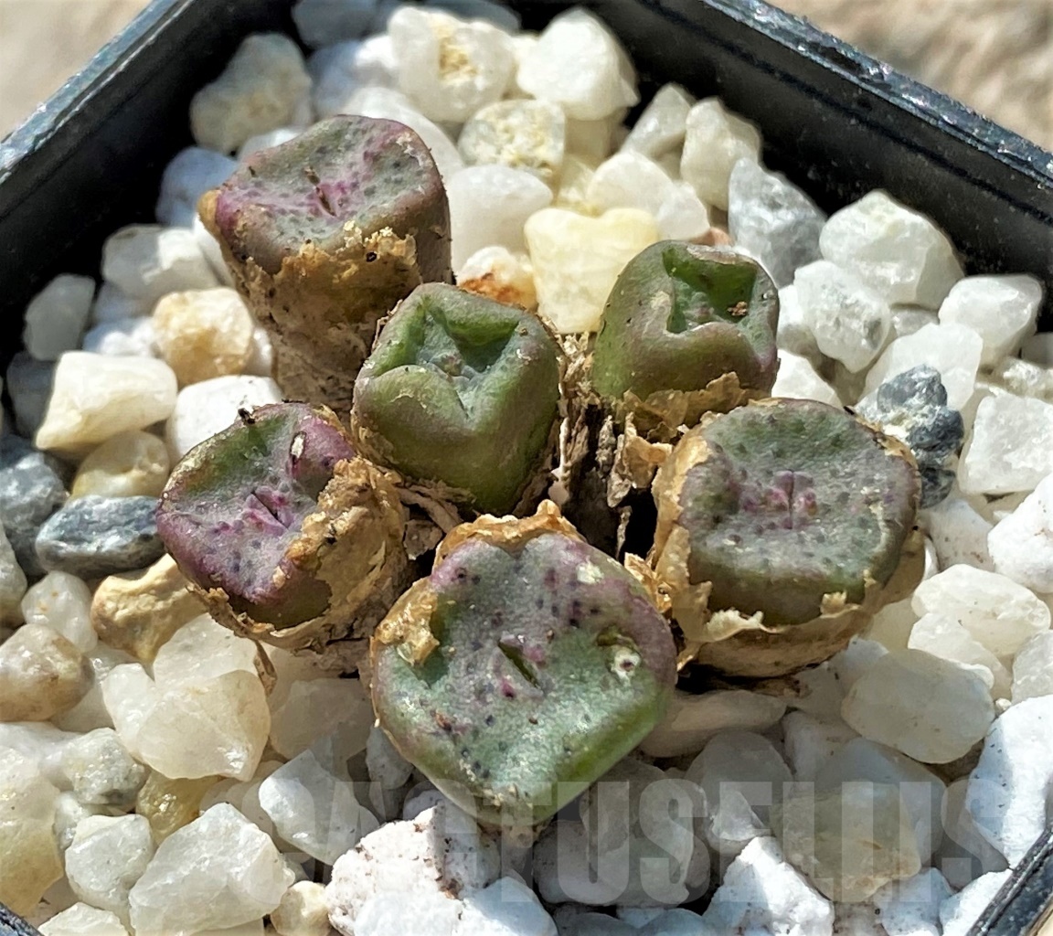 SHPR11962 Conophytum cubicum -East Efesteenfontein-