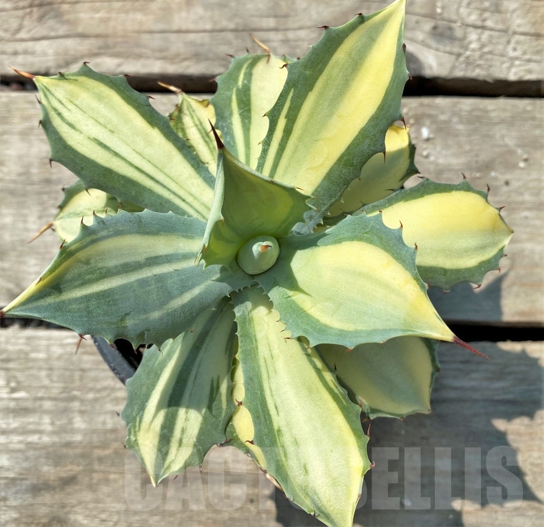 SHPRE 12059 Agave potatorum var. isthmensis - 画像 (2)