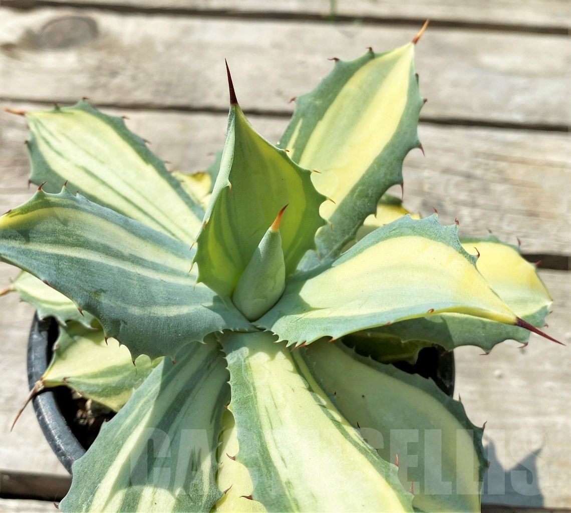 SHPRE 12059 Agave potatorum var. isthmensis