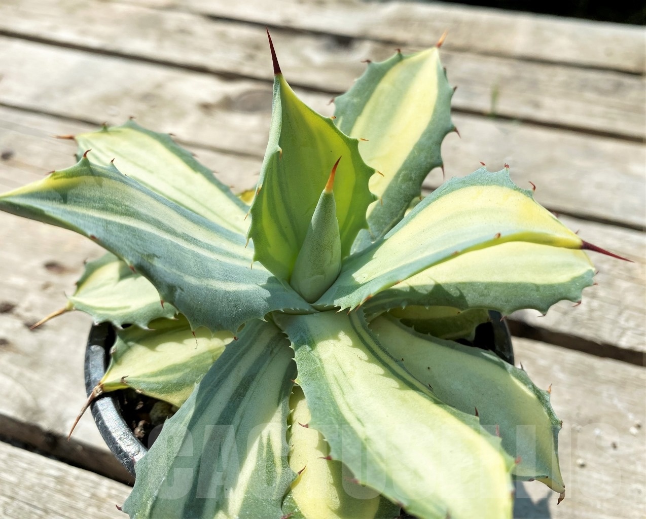 SHPRE 12059 Agave potatorum var. isthmensis - 画像 (3)