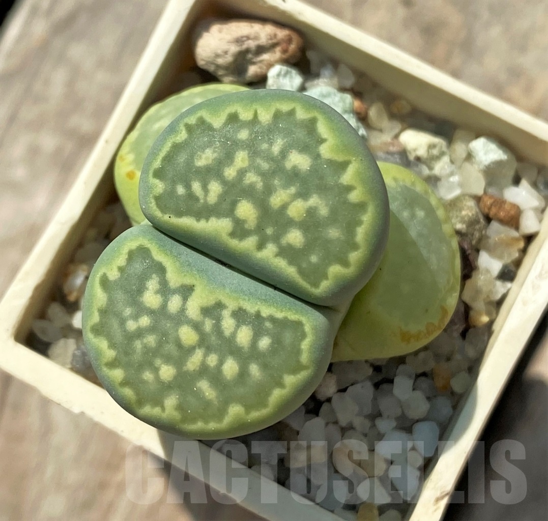 SHPR11975 Lithops salicola 'Malachite'