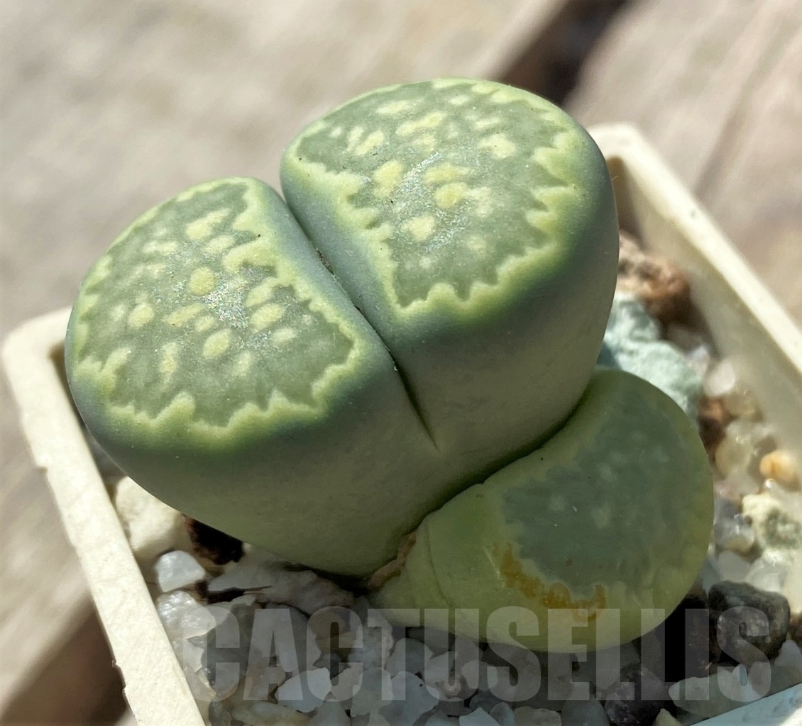 SHPR11975 Lithops salicola 'Malachite' - Image 2