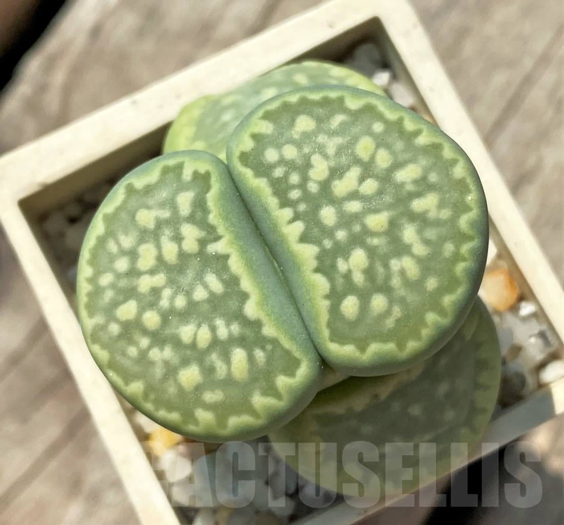 SHPR11977 Lithops salicola 'Malachite'