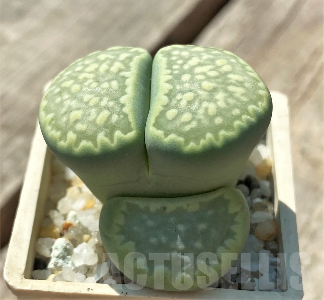 SHPR11977 Lithops salicola 'Malachite' - immagine 2