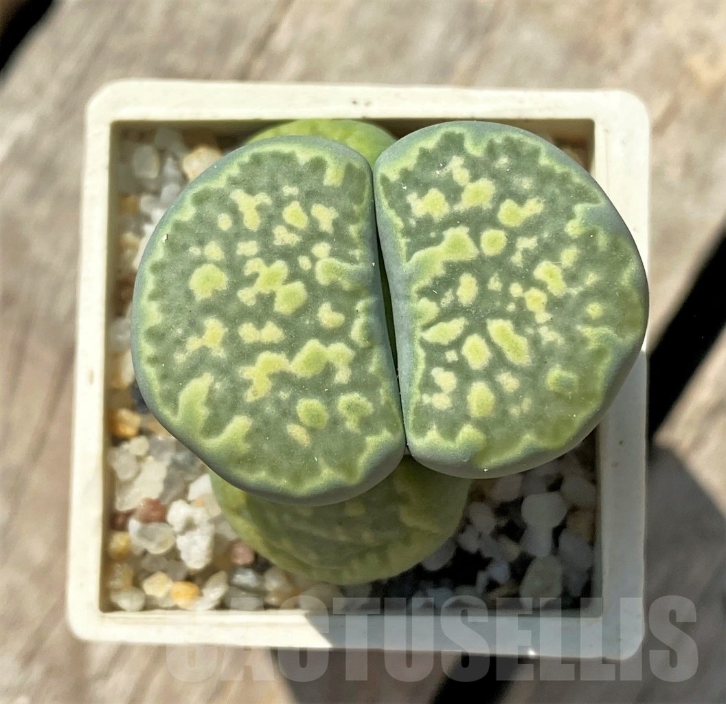 SHPR11978 Lithops salicola 'Malachite'
