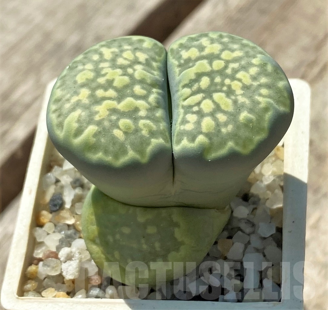 SHPR11978 Lithops salicola 'Malachite' - Image 2