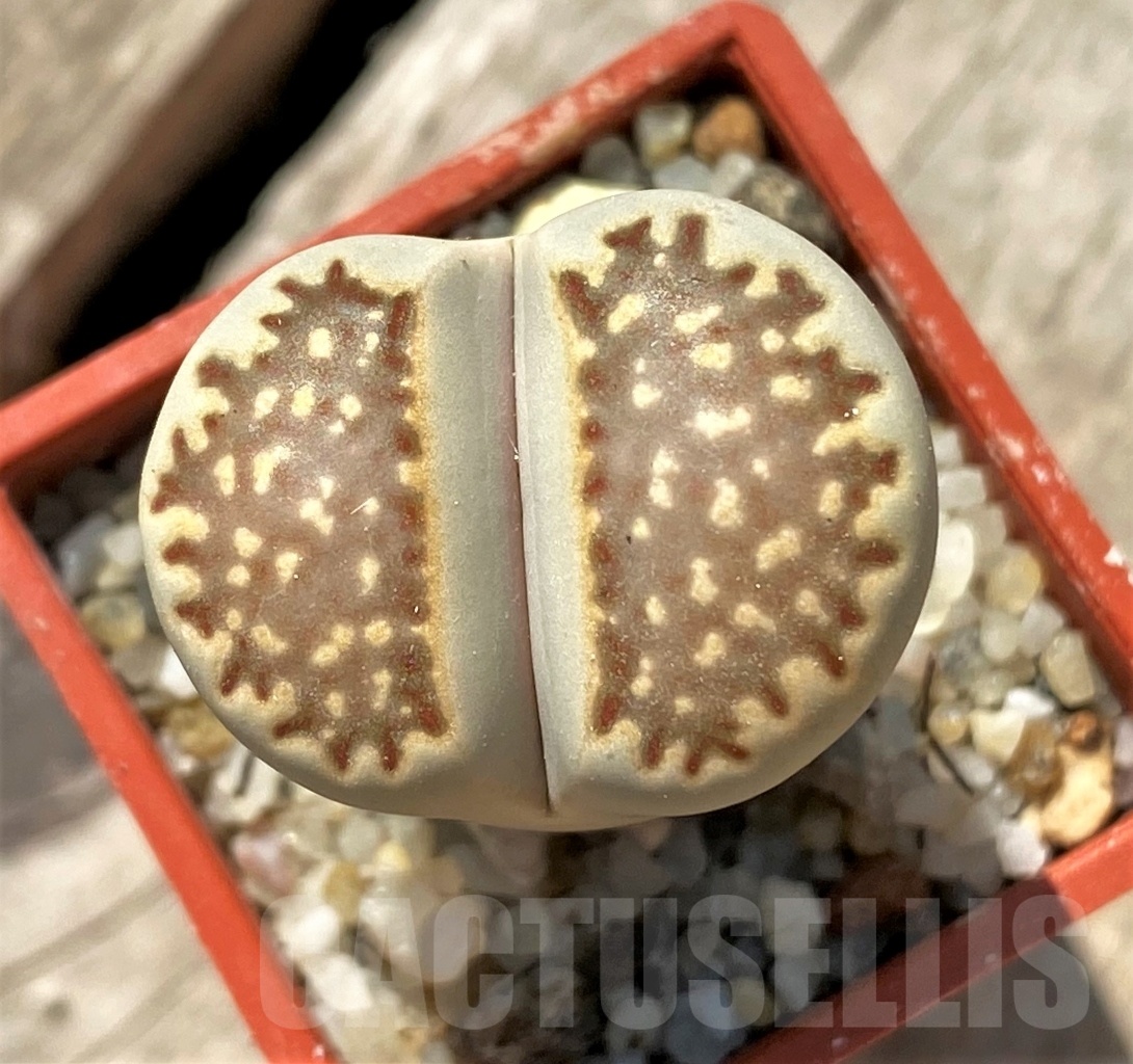 SHPR11979 Lithops julii v. brunea