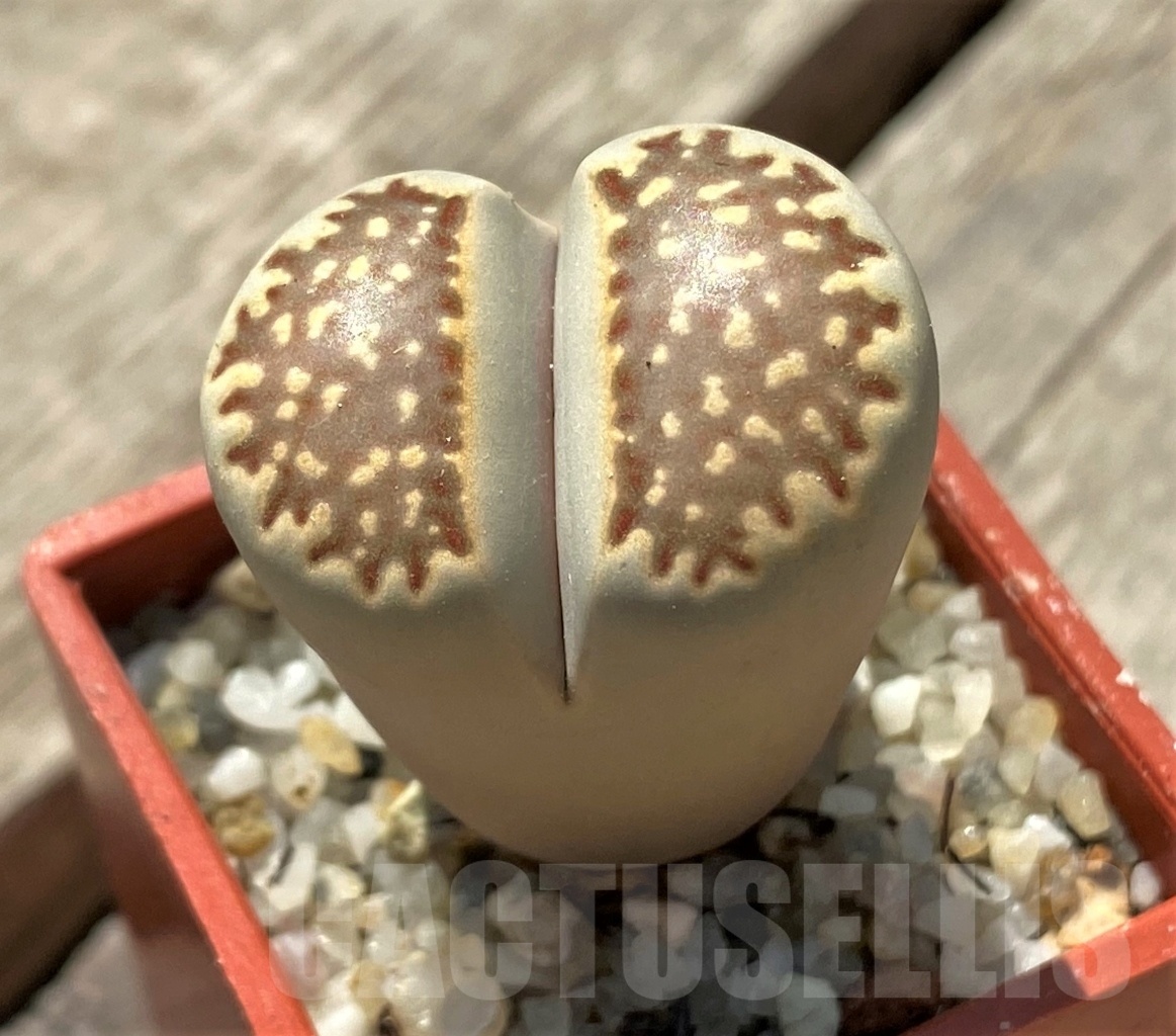 SHPR11979 Lithops julii v. brunea - Image 2