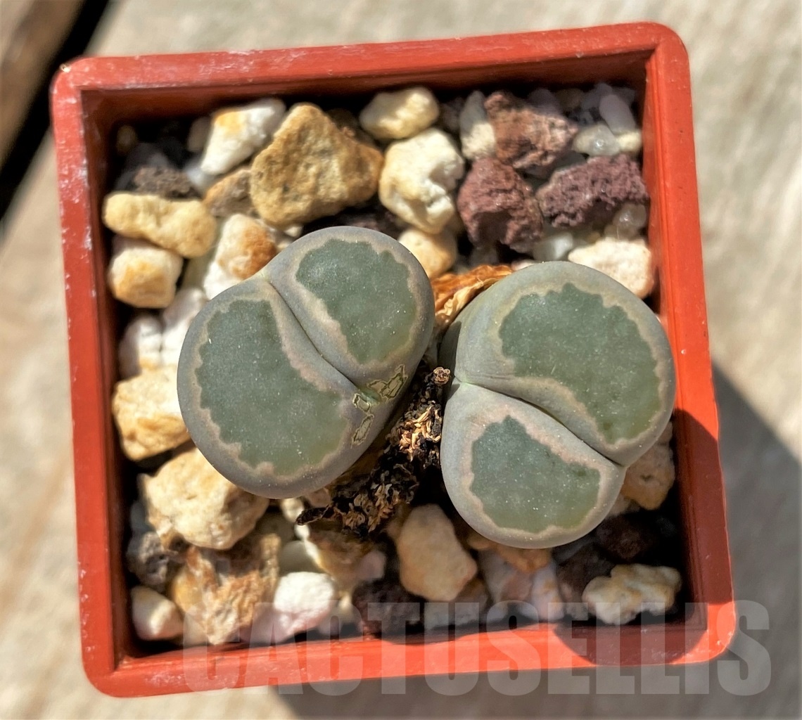 SHPR11980 Lithops villetii